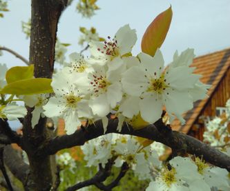 Blüten der Nashi Birne